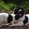 Chiot Landseer Faun et Combo z laderova